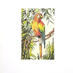 Scarlet Macaw Parrot by Albert Loates Book Plate Reproduction Art Print 1977